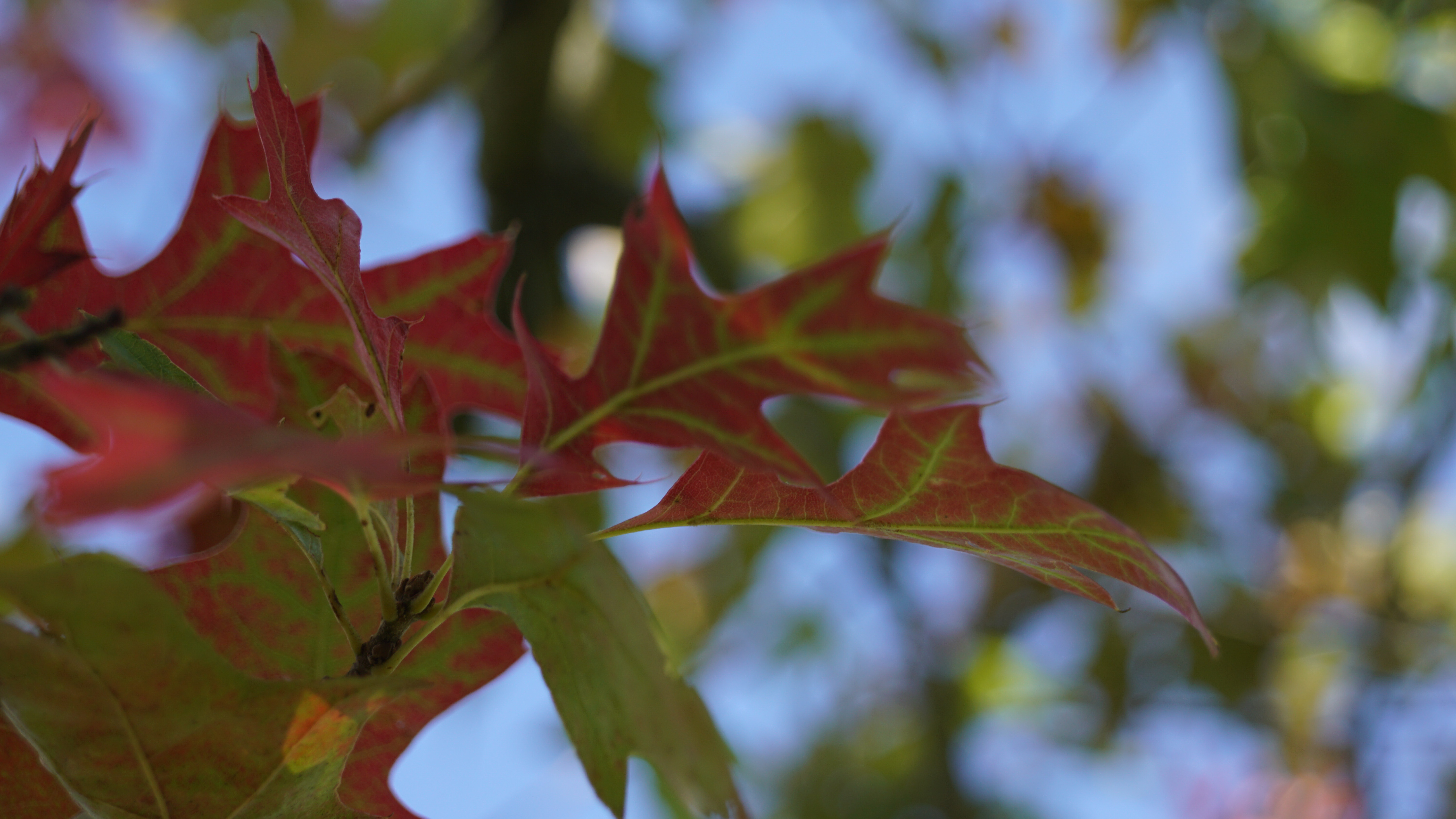 Quercus palustris 'Silhouette' (4)
